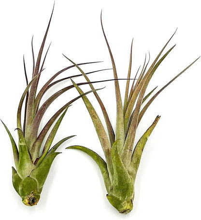 Live Air Plant – Tillandsia Capiput, Jumbo 6-9” - 1ct - Live Arrival Guaranteed - House Plants for Home Decor &amp; Gift