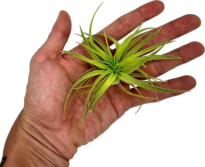 Live Air Plants - Tillandsia Geminiflora 1-3" - 1ct – ragnaroc Live Indoor Plant - Live Arrival Guaranteed - House Plants for Home Decor &amp; Gift