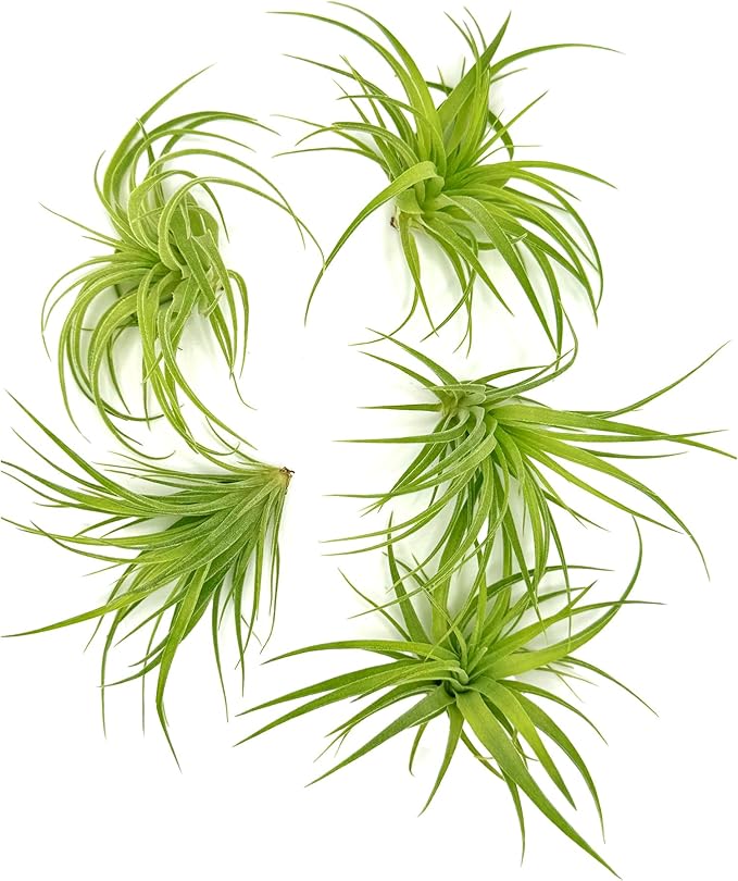 Live Air Plants - Tillandsia Geminiflora 1-3" - 5ct – ragnaroc Live Indoor Plant - Live Arrival Guaranteed - House Plants for Home Decor &amp; Gift