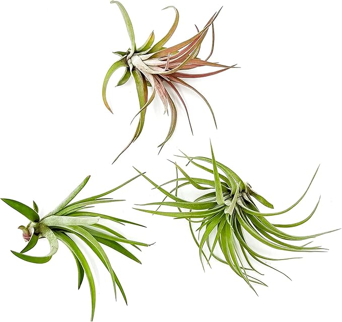 Air Plants - Tillandsia Brachycaulos Abdita, Large 4-6" - 3 ct - Live Arrival Guaranteed - House Plants for Home Decor &amp; Gift