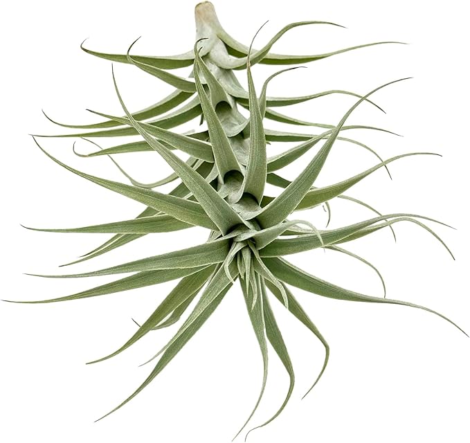 Live Air Plants - Tillandsia Albida 7-12" - 3ct – ragnaroc Live Indoor Plant - Live Arrival Guaranteed - House Plants for Home Decor &amp; Gift