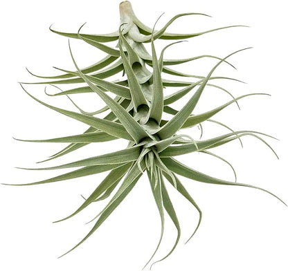 Live Air Plants - Tillandsia Albida 7-12" - 5ct – ragnaroc Live Indoor Plant - Live Arrival Guaranteed - House Plants for Home Decor &amp; Gift