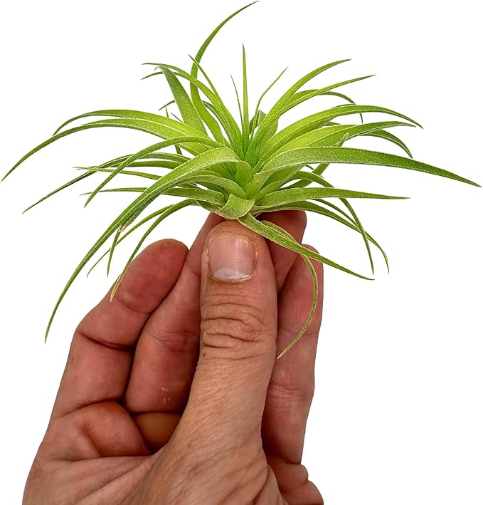 Live Air Plants - Tillandsia Geminiflora 1-3" - 1ct – ragnaroc Live Indoor Plant - Live Arrival Guaranteed - House Plants for Home Decor &amp; Gift