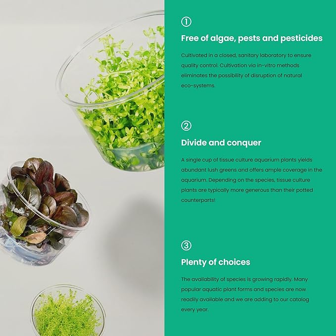 Ultum Nature Systems Live Tissue Culture - Echinodorus &