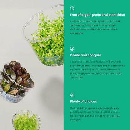 Ultum Nature Systems Live Tissue Culture - Echinodorus &