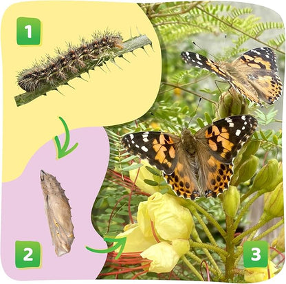 Insect Lore Butterfly Garden Kit with Live Caterpillars – Grow 10 Painted Lady Butterflies | STEM Learning Activity, Habitat with Journal, Stickers, Seeds &amp; Figurines | As Seen on TV