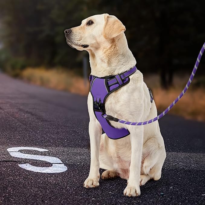 IVY&amp;LANE No Pull Dog Harness for Medium Dogs, Dog Vest Harness with Leash, Safety Belt and Storage Strap, Fully Adjustable Harness, 360° Reflective Strip, Soft Handle (Purple, M)
