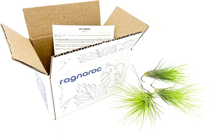 Air Plants - Tillandsia Andreana, Large 4-6" - 3ct - Live Arrival Gauranteed - House Plants for Home Decor &amp; Gift