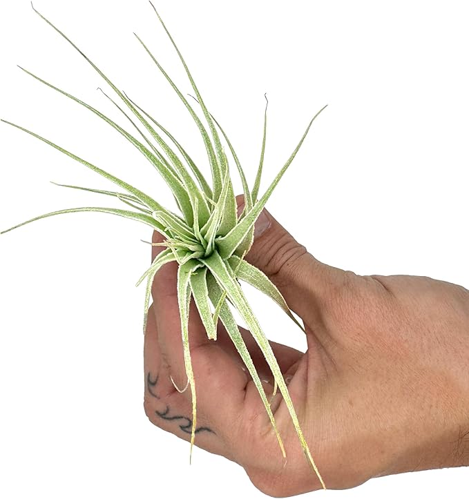 Live Air Plant - Tillandsia Gardneri 5-7” - 2ct - ragnaroc Rare Collectors Indoor Tropical Plant - Live Arrival Guaranteed - House Plants for Home Decor &amp; Gift