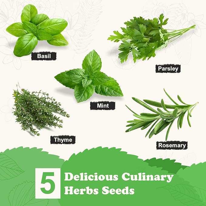 5 Herb Seeds Garden Starter Kit with Complete Planting Kit &amp; Wooden Flower Box, Growing into Basil, Parsley, Rosemary, Thyme, Mint for Kitchen Windowsill Herb Garden DIY