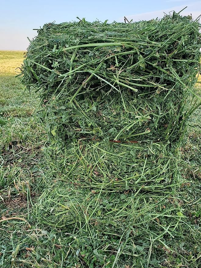 Bunny Honey Organic Alfalfa Hay for Guinea Pigs 12 lb Dim wt/5 lb High-Protein &amp; Calcium, Supports Growth &amp; Dental Health, Fresh &amp; Nutritious