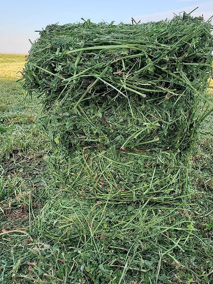 Bunny Honey Organic Alfalfa Hay for Guinea Pigs 12 lb Dim wt/5 lb High-Protein &amp; Calcium, Supports Growth &amp; Dental Health, Fresh &amp; Nutritious