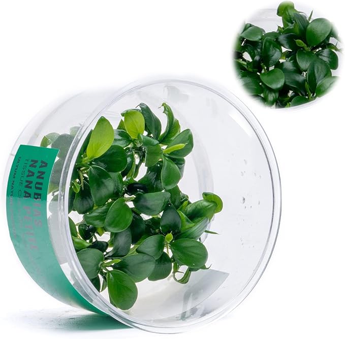 Ultum Nature Systems Live Tissue Culture - Anubias Nana Petite (Anubias barteri &