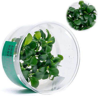 Ultum Nature Systems Live Tissue Culture - Anubias Nana Petite (Anubias barteri &