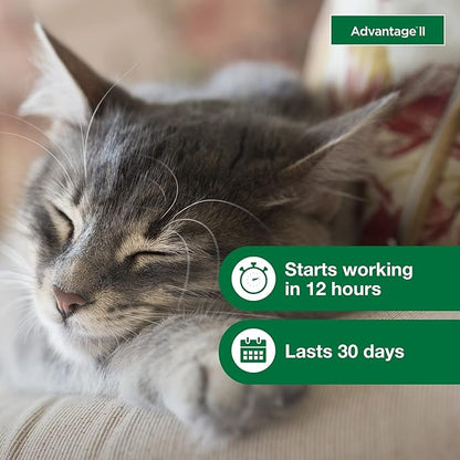 Advantage II Small Cat Vet-Recommended Flea Treatment &amp; Prevention | Cats 5-9 lbs. | 2-Month Supply