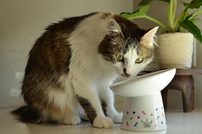 Necoichi Extra Wide Raised Cat Food Bowl, Elevated, Prevent Neck &amp; Whisker Fatigue, Dishwasher and Microwave Safe, No.1 Seller in Japan! (Colorful Dots Limited Edition, Extra Wide Tilted)