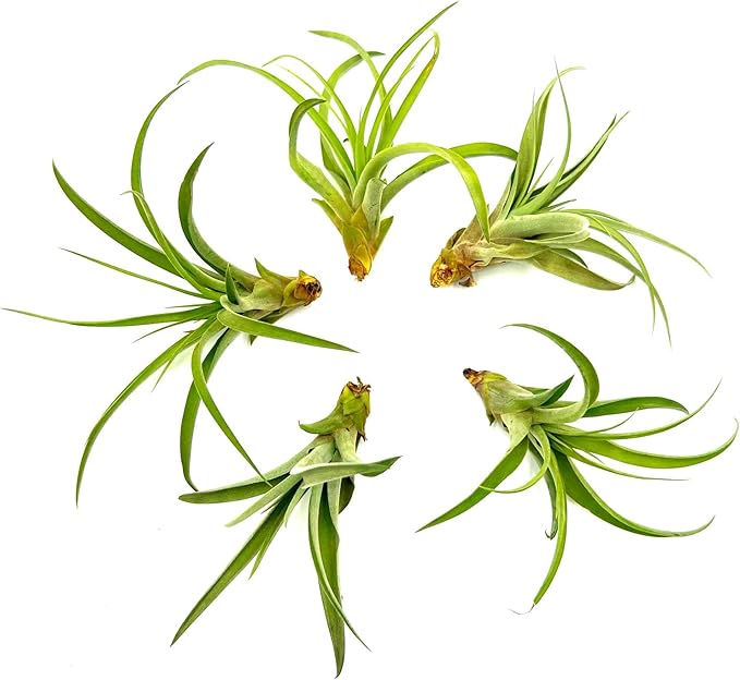 Air Plants - Tillandsia Capitata (Peach), Large 5-7” - 5 ct - Live Arrival Guaranteed - House Plants for Home Decor &amp; Gift