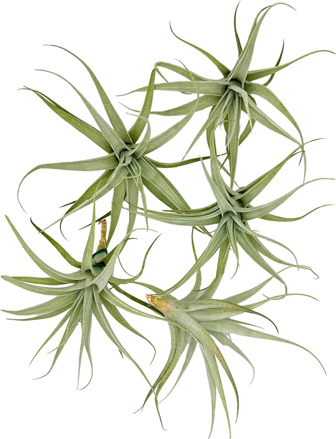Live Air Plants - Tillandsia Albida 3-5" - 5ct – ragnaroc Live Indoor Plant - Live Arrival Guaranteed - House Plants for Home Decor &amp; Gift