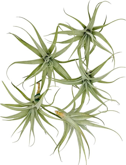Live Air Plants - Tillandsia Albida 3-5" - 5ct – ragnaroc Live Indoor Plant - Live Arrival Guaranteed - House Plants for Home Decor &amp; Gift