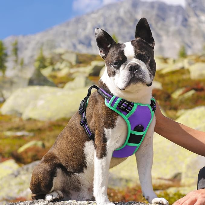 Eagloo Dog Harness for Large Dogs, No Pull Service Vest with Reflective Strips and Control Handle, Adjustable and Comfortable for Walking, No Choke Harness with 2 Metal Rings, Purple &amp; Green, M