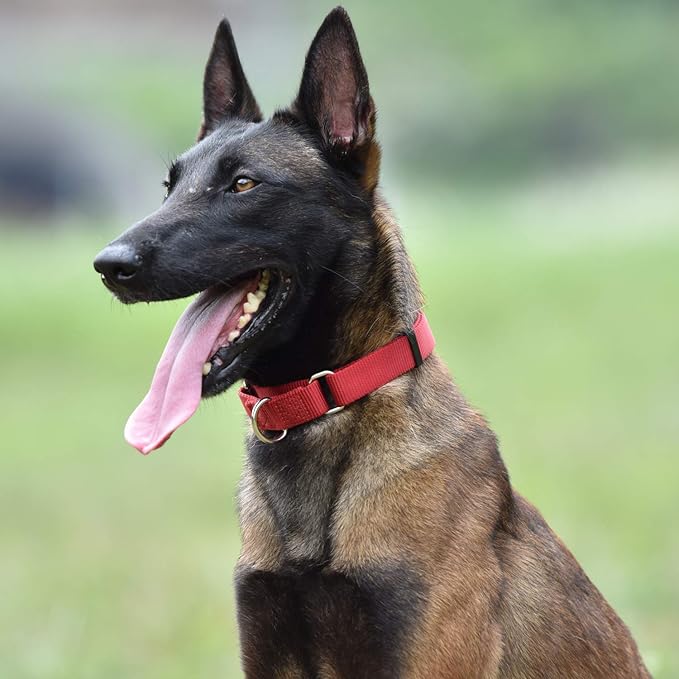 Hyhug Martingale Buckle - Free Dog Collar: Non - Slip Heavy - Duty Nylon, Escape - Proof, Colorfast &amp; Adjustable for Large, Medium &amp; Small Dog Breeds(Medium,Red)
