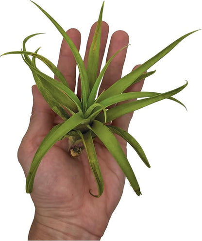Air Plants - Tillandsia Capitata (Peach), Large 5-7” - 5 ct - Live Arrival Guaranteed - House Plants for Home Decor &amp; Gift