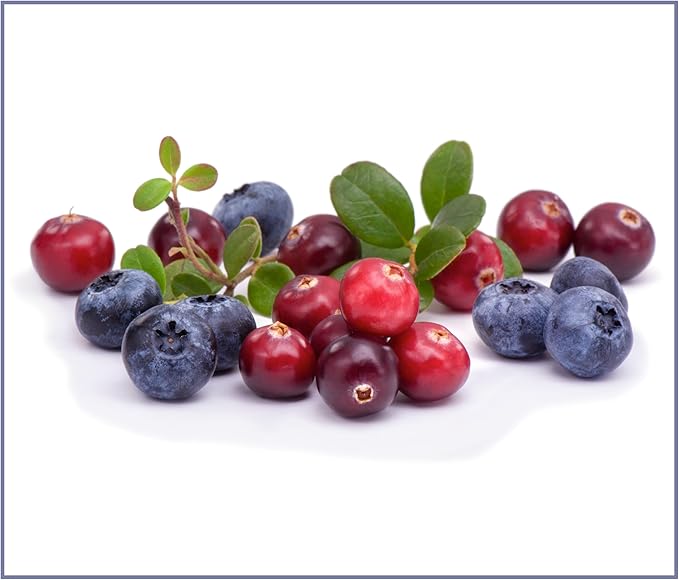 Bench &amp; Field Holistic Natural Turkey &amp; Triple Berry Dog Treats | Crunchy Bone-Shaped Bites | Antioxidant Blend, 10-Ounce Bottle