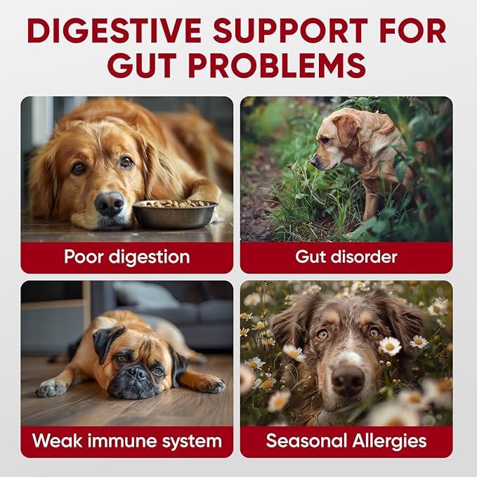Probiotics for Dogs Digestive Health - Probiotic Chews for Gut Health, Itchy Skin Yeast, Diarrhea - USA Product - Immune Support Supplement - Dog Digestive Support &amp; Allergy Relief Chews with Enzymes