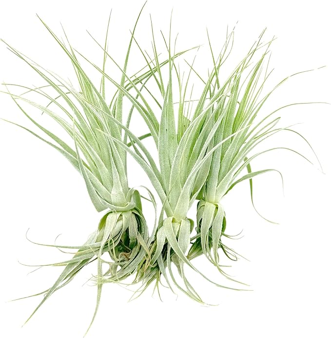 Live Air Plant - Tillandsia Gardneri 5-7” - 3ct - ragnaroc Rare Collectors Indoor Tropical Plant - Live Arrival Guaranteed - House Plants for Home Decor &amp; Gift