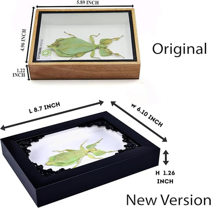 Tarantula or Leaf Insect in Gothic Shadow Box Frame | Mexican Gothic Taxidermy | Witch &amp; Halloween Décor for Bedroom | Goth Home Décor (Leaf Insect)