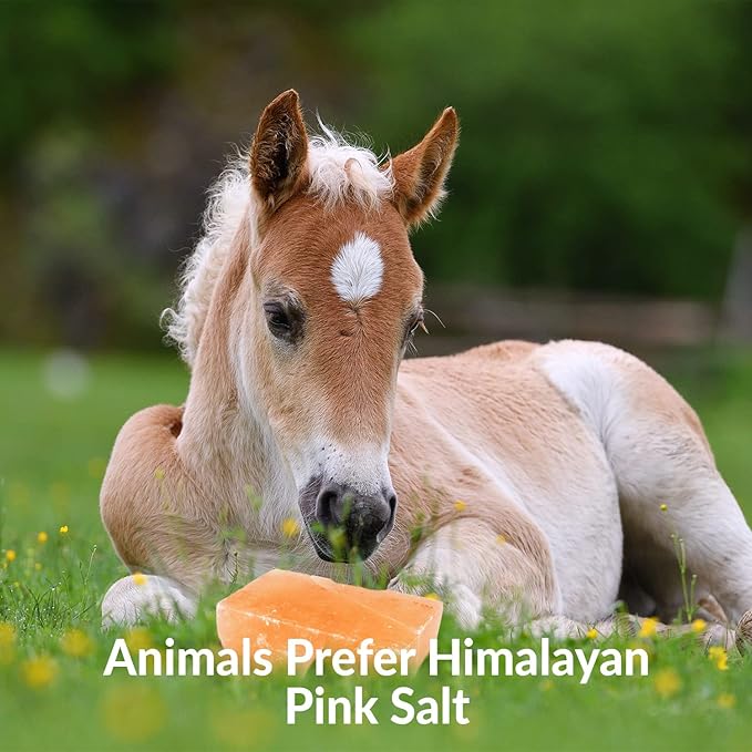 Licking Salt for Horse, 100% Pure Himalayan Pink Salt Chunks, 6 LBS, Animal Feed Salt Chunks, Horse Salt Licks, Natural Mineral Salt - Pack of 2