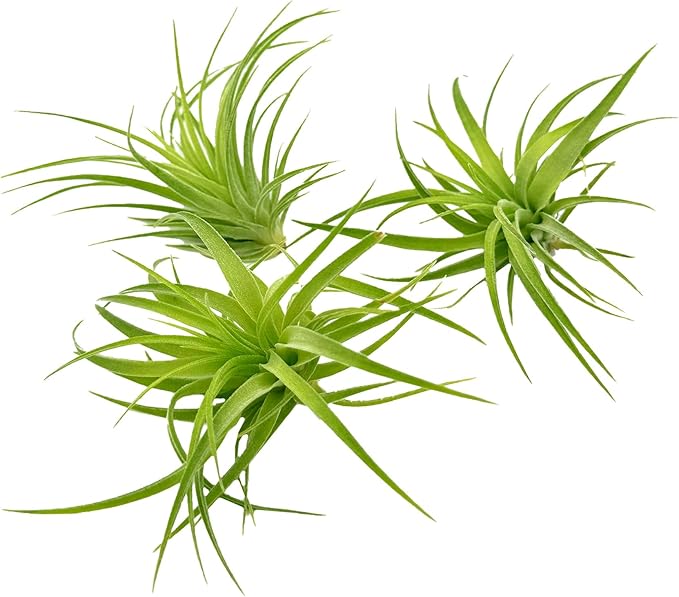Live Air Plants - Tillandsia Geminiflora 1-3" - 3ct – ragnaroc Live Indoor Plant - Live Arrival Guaranteed - House Plants for Home Decor &amp; Gift