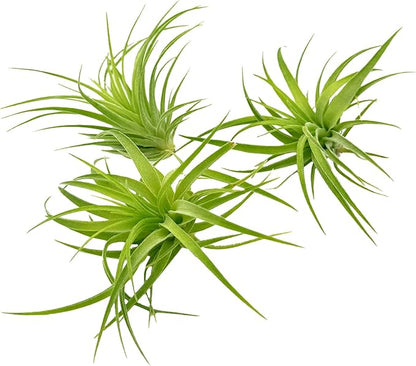 Live Air Plants - Tillandsia Geminiflora 1-3" - 3ct – ragnaroc Live Indoor Plant - Live Arrival Guaranteed - House Plants for Home Decor &amp; Gift