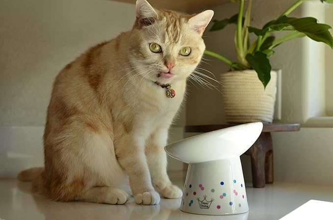 Necoichi Extra Wide Raised Cat Food Bowl, Elevated, Prevent Neck &amp; Whisker Fatigue, Dishwasher and Microwave Safe, No.1 Seller in Japan! (Colorful Dots Limited Edition, Extra Wide Tilted)