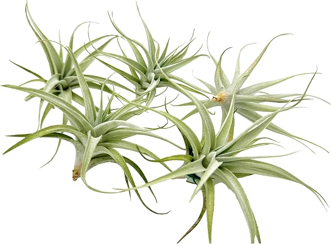 Live Air Plants - Tillandsia Albida 3-5" - 5ct – ragnaroc Live Indoor Plant - Live Arrival Guaranteed - House Plants for Home Decor &amp; Gift