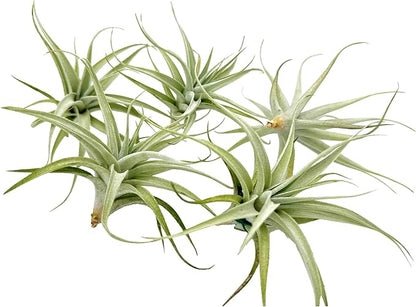 Live Air Plants - Tillandsia Albida 3-5" - 5ct – ragnaroc Live Indoor Plant - Live Arrival Guaranteed - House Plants for Home Decor &amp; Gift