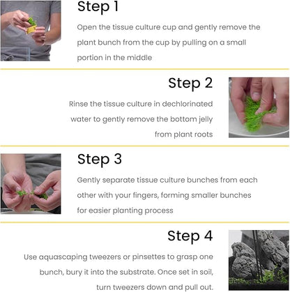 Ultum Nature Systems Live Tissue Culture - Pogostemon Stellatus &