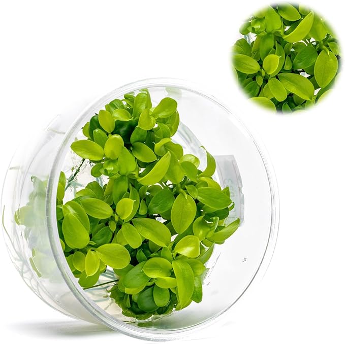 Ultum Nature Systems Live Tissue Culture - Anubias Nana Golden (Anubias barteri &