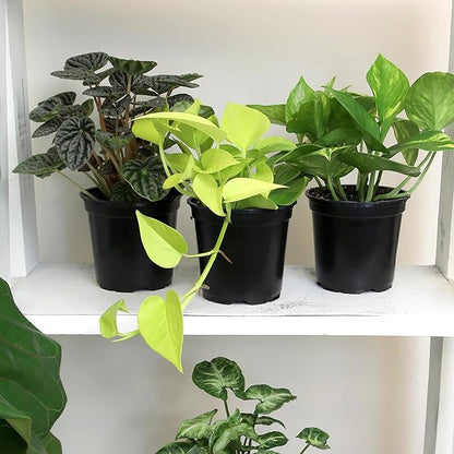 Essential Houseplant Collection (4PK) Live Plants Indoor Plants Live Houseplants in Plant Pots, Easy House Plants Indoors Live, Snake Plant, Pothos in Potting Soil, Clean Air Plants by Plants for Pets