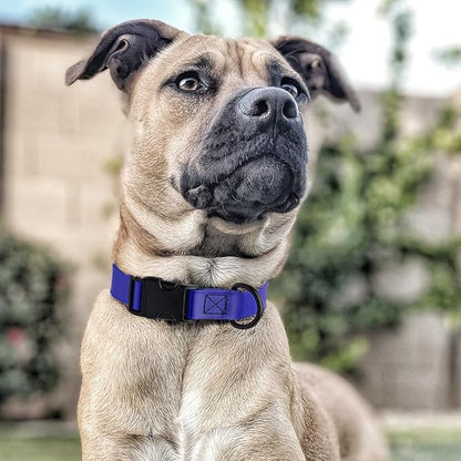 Dogline Biothane Waterproof Dog Collar with Quick Release Buckle Strong Coated Nylon Webbing with Odor- Proof for Easy Care Easy to Clean Fits Small Medium or Large Dogs, Royal Blue 3/4" W 12-19" L