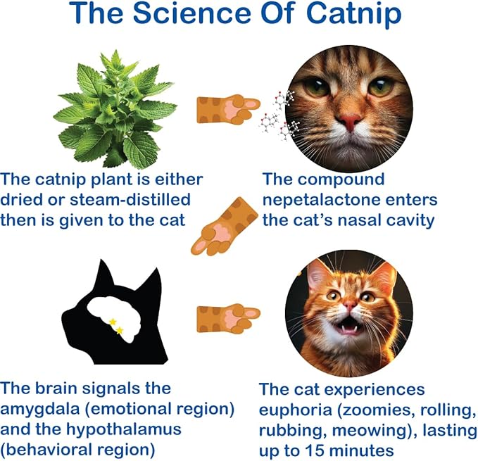 The Cat&