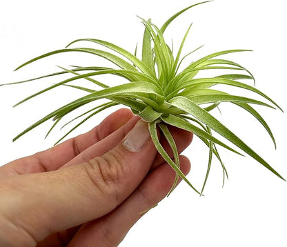Live Air Plants - Tillandsia Geminiflora 1-3" - 1ct – ragnaroc Live Indoor Plant - Live Arrival Guaranteed - House Plants for Home Decor &amp; Gift