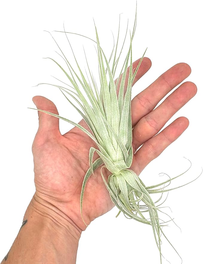 Live Air Plant - Tillandsia Gardneri 5-7” - 2ct - ragnaroc Rare Collectors Indoor Tropical Plant - Live Arrival Guaranteed - House Plants for Home Decor &amp; Gift