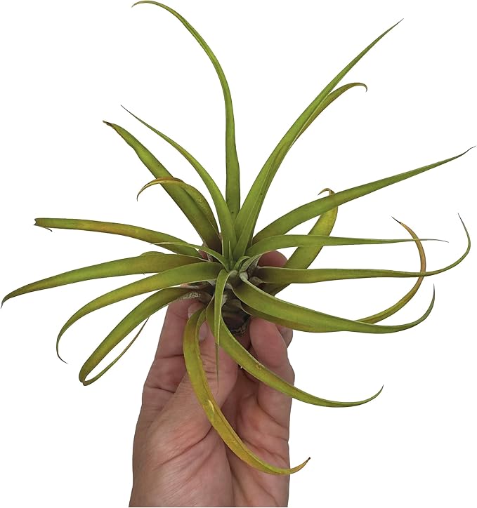 Air Plants - Tillandsia Capitata (Peach), Large 5-7” - 5 ct - Live Arrival Guaranteed - House Plants for Home Decor &amp; Gift
