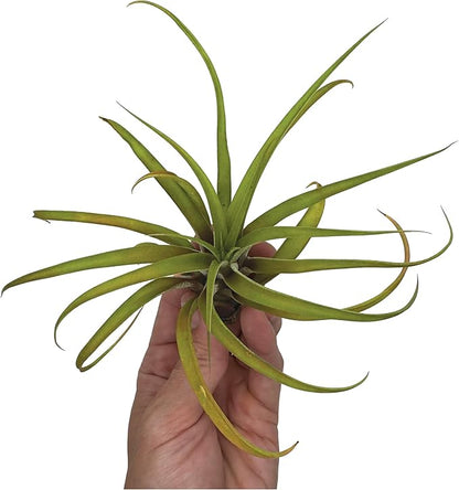 Air Plants - Tillandsia Capitata (Peach), Large 5-7” - 5 ct - Live Arrival Guaranteed - House Plants for Home Decor &amp; Gift