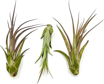 Live Air Plant – Tillandsia Capiput, Jumbo 6-9” - 1ct - Live Arrival Guaranteed - House Plants for Home Decor &amp; Gift