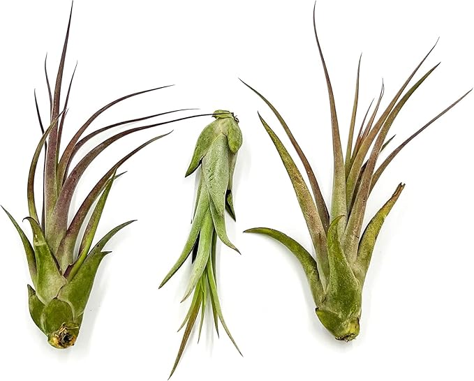 Live Air Plant – Tillandsia Capiput, Jumbo 6-9” - 5 ct - Live Arrival Guaranteed - House Plants for Home Decor &amp; Gift