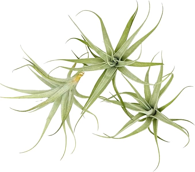 Live Air Plants - Tillandsia Albida 3-5" - 3ct – ragnaroc Live Indoor Plant - Live Arrival Guaranteed - House Plants for Home Decor &amp; Gift