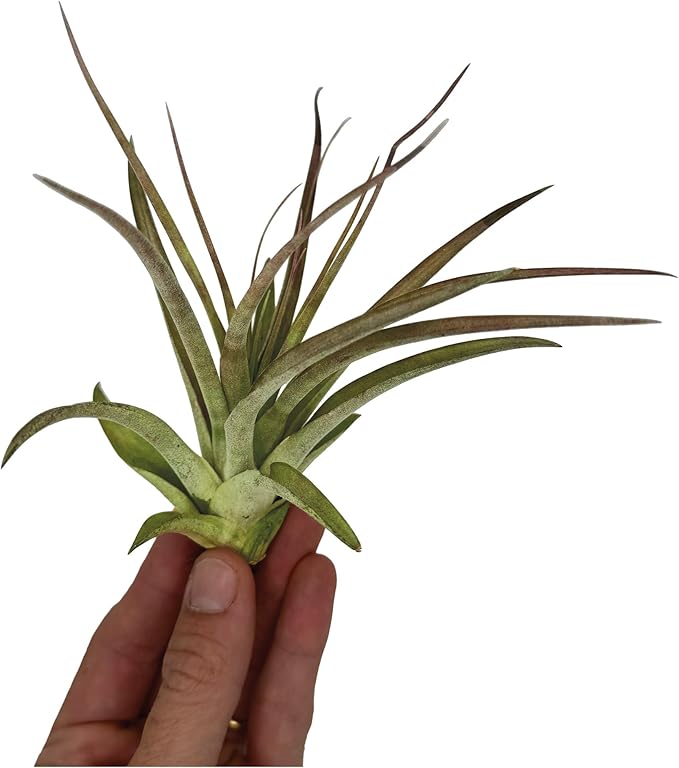 Air Plants - Tillandsia Brachycaulos Multiflora, Jumbo 5-7" - 2 ct - Live Arrival Guaranteed - House Plants for Home Decor &amp; Gift