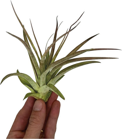 Air Plants - Tillandsia Brachycaulos Multiflora, Jumbo 5-7" - 5 ct - Live Arrival Guaranteed - House Plants for Home Decor &amp; Gift